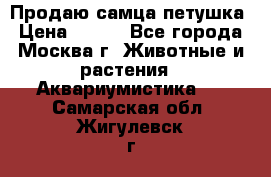 Продаю самца петушка › Цена ­ 700 - Все города, Москва г. Животные и растения » Аквариумистика   . Самарская обл.,Жигулевск г.